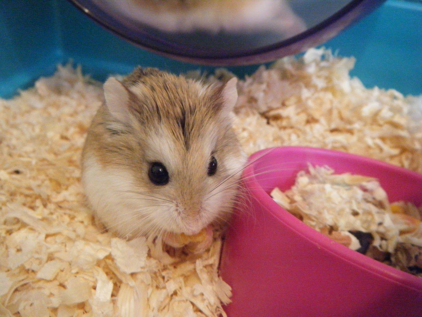 1600x1200 Cute Hamster Wallpaper
