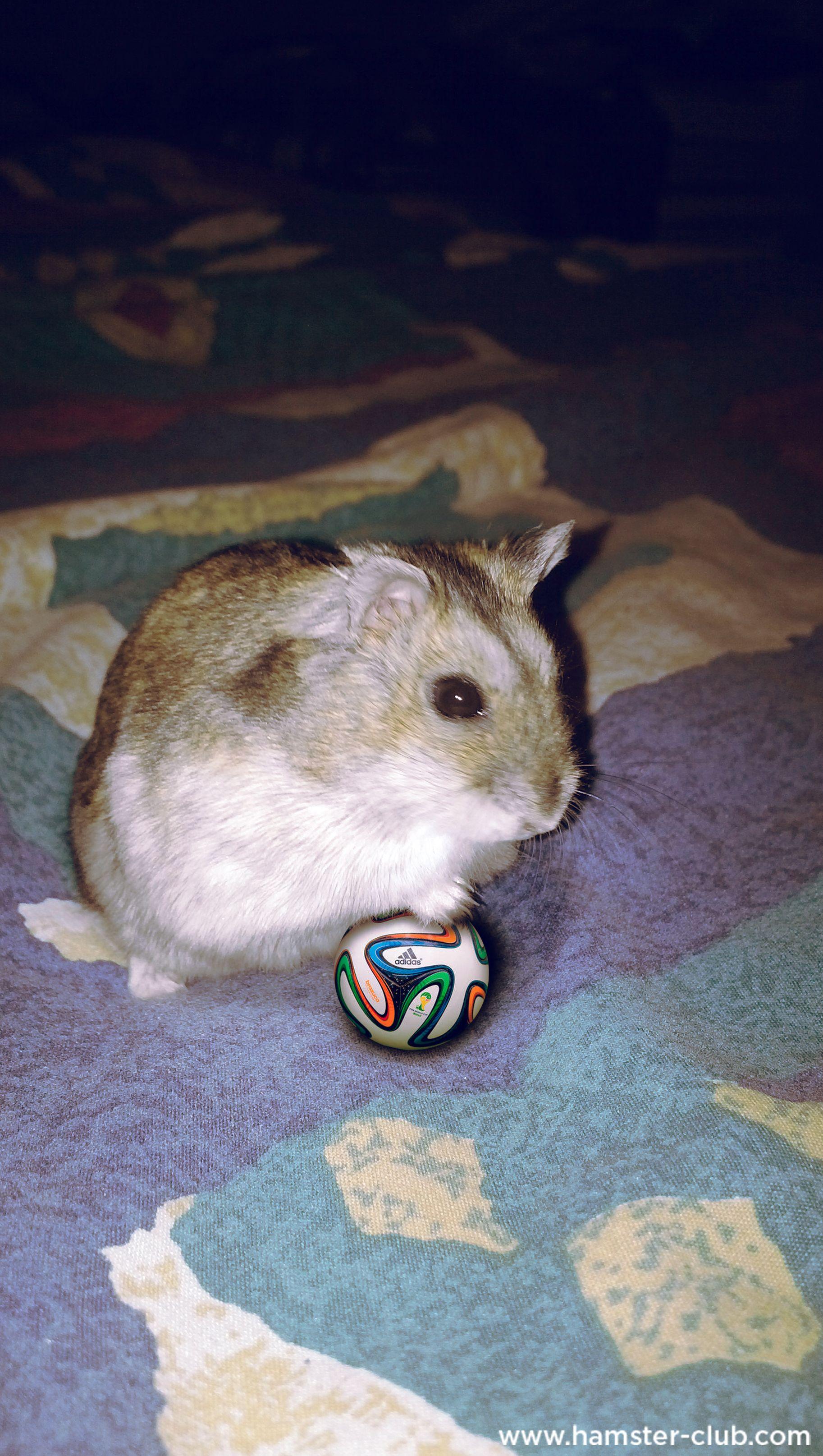 1826x3228 Hamster Club - Visitors' Creativity, Hamster Wallpaper