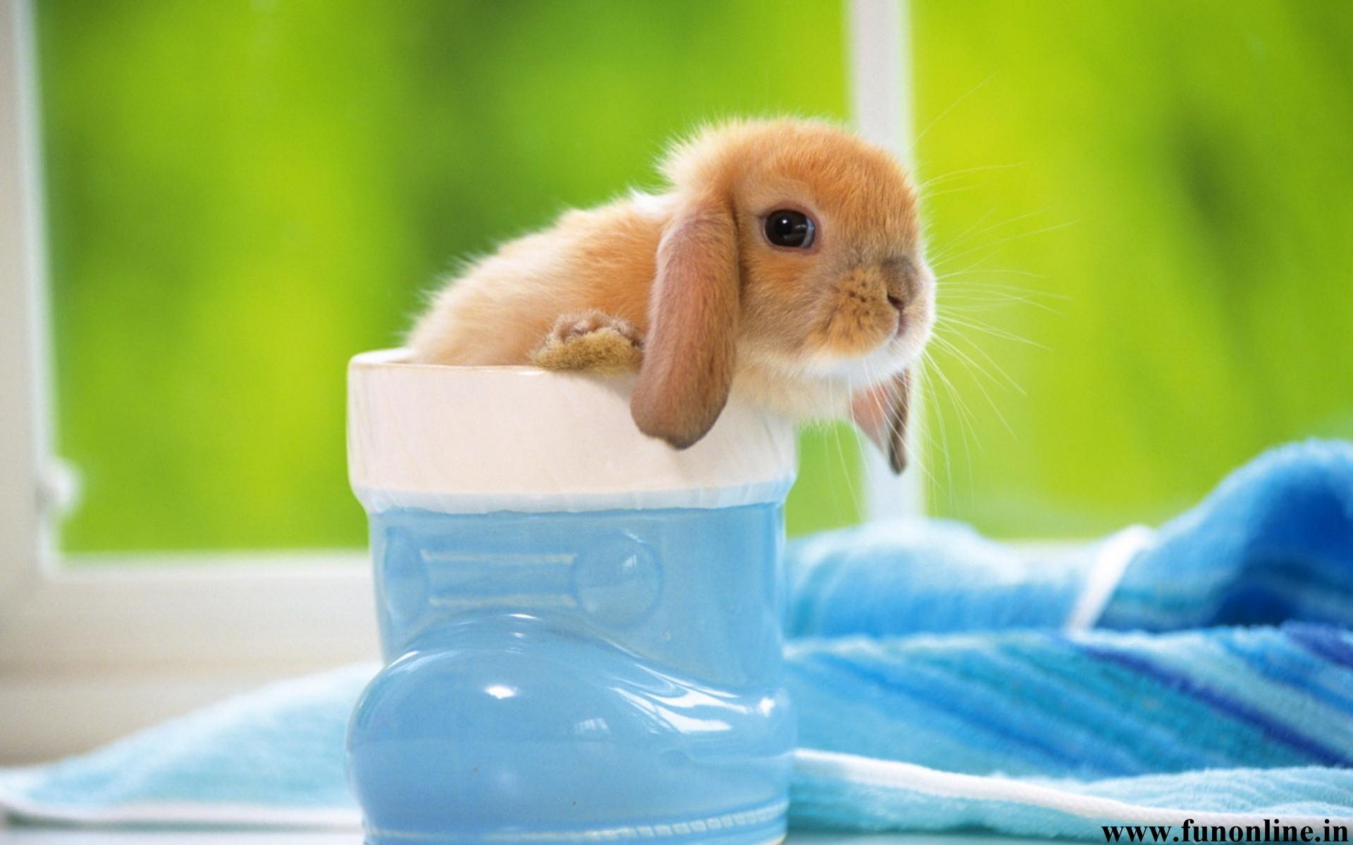 1920x1200 Baby Bunny Wallpaper