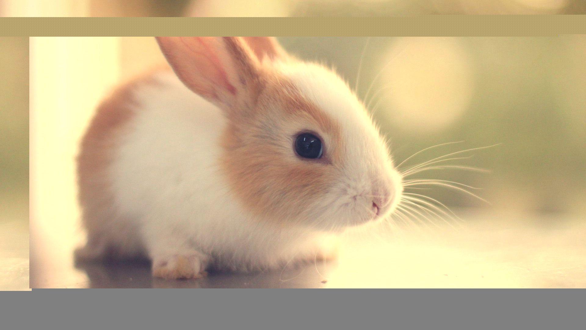 1920x1080 Wallpaper of Rabbits