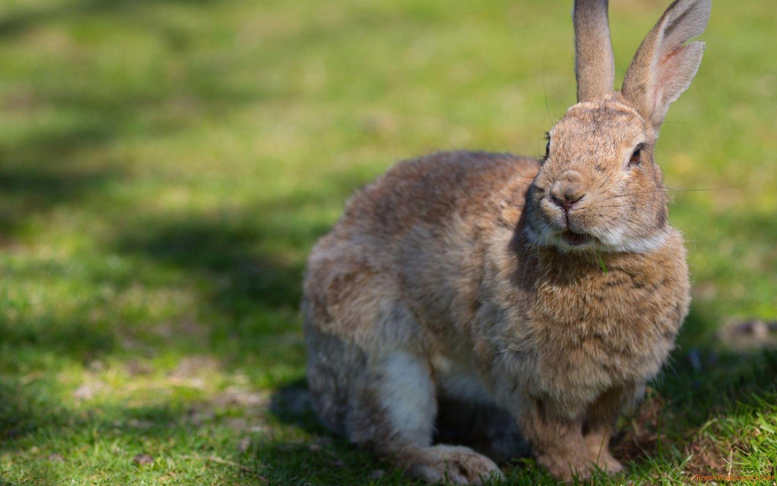 2560x1600 Cute rabbit wallpaper