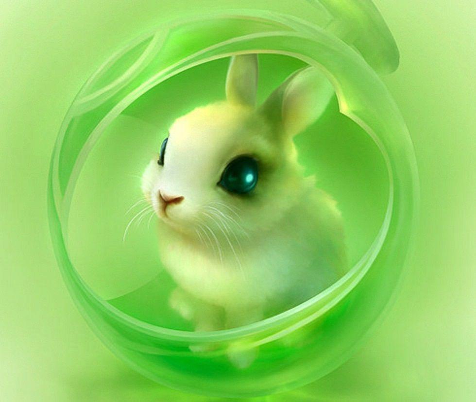 980x828 Cute Bunnies Wallpaper