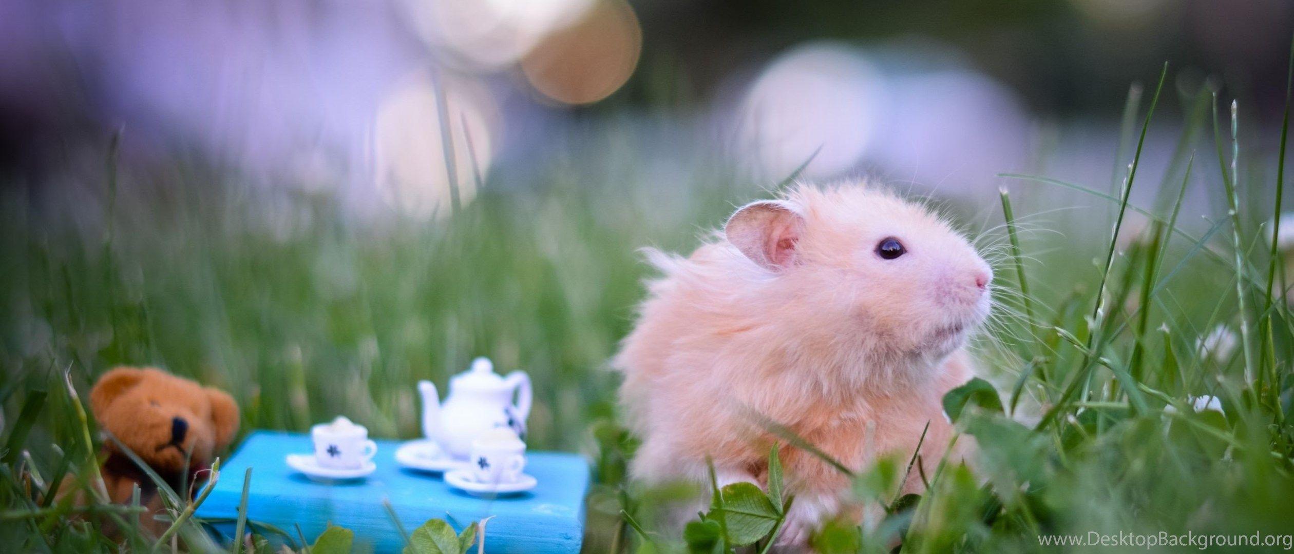 2520x1080 Mac iMac 27 Hamster Wallpaper HD, Desktop Background