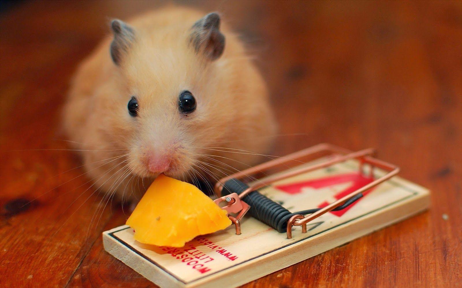 1600x1000 Hamster Wallpaper HD 16. Hamster Wallpaper HD. Hamster