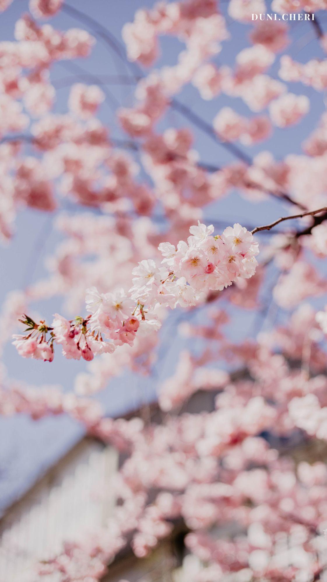 Hanami Wallpapers - Top Free Hanami Backgrounds - WallpaperAccess