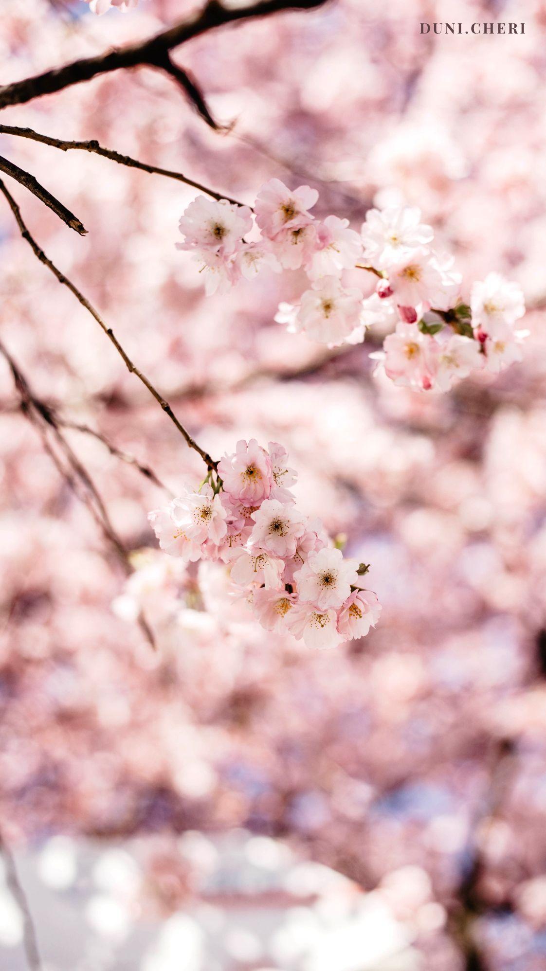 Cherry Blossom Wallpaper Pink
