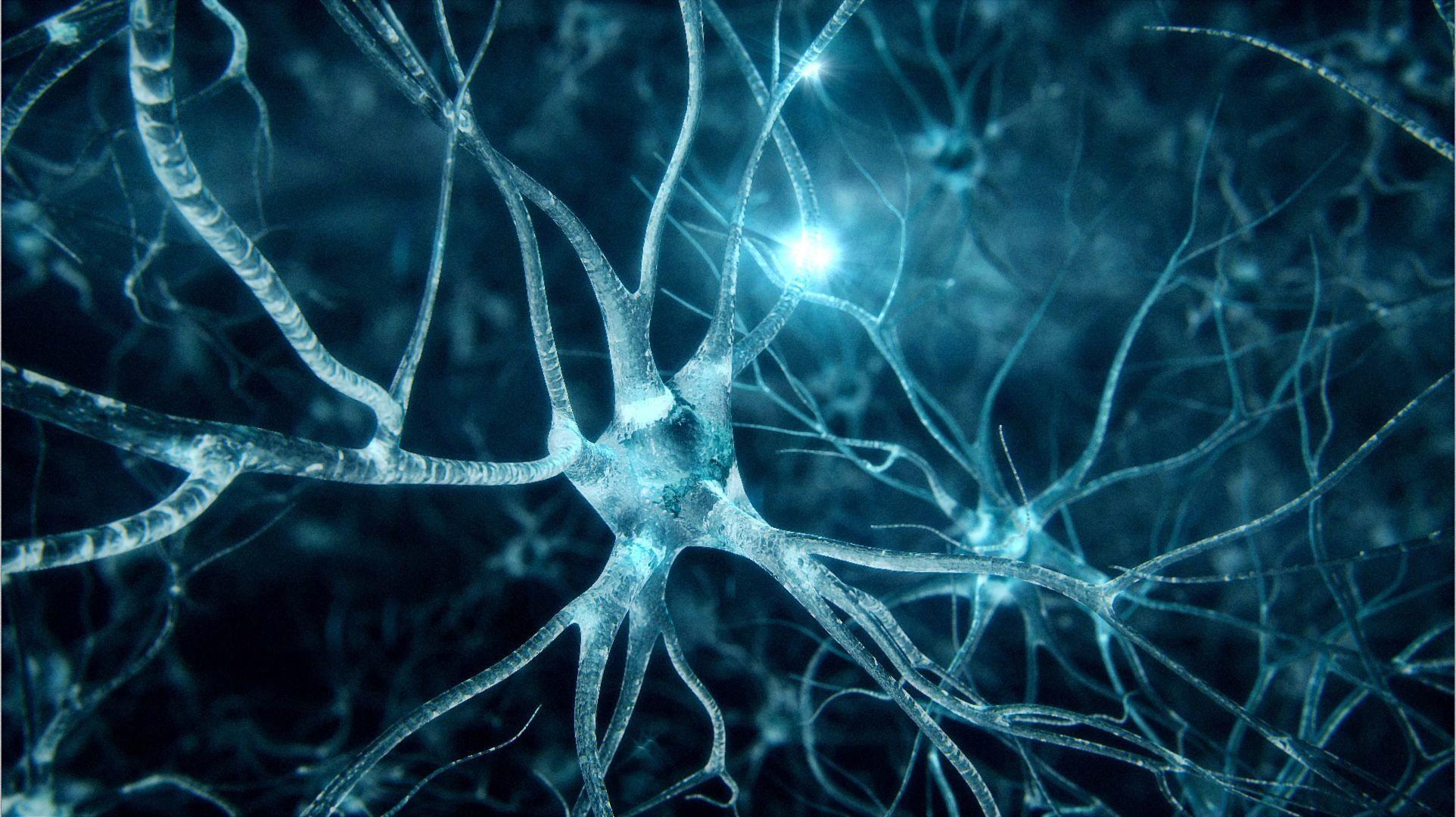 neuron in the brain