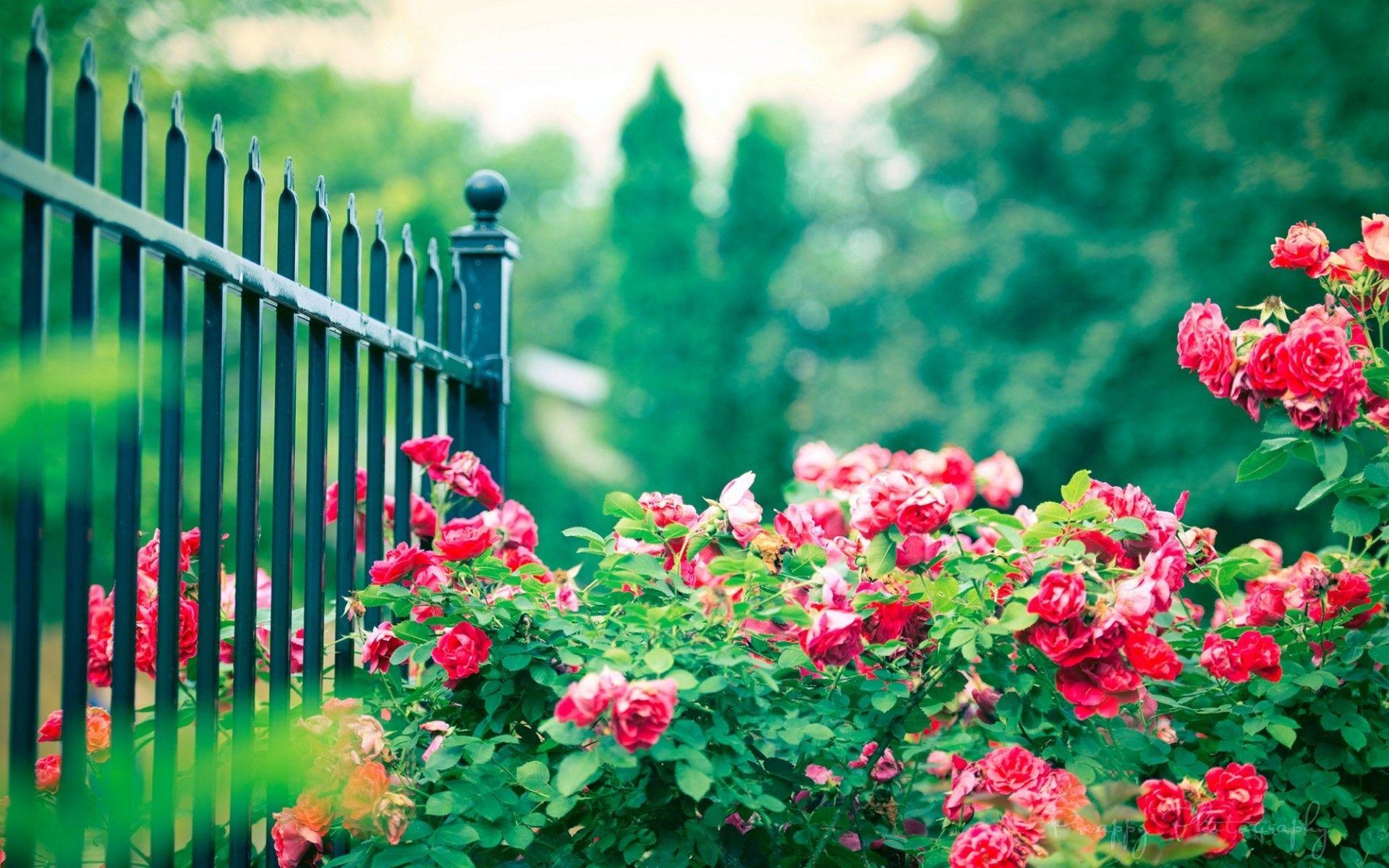 Rose Garden Images Hd