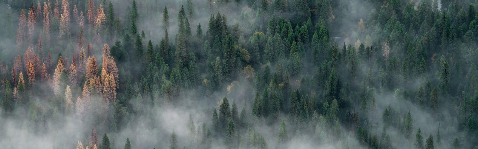 1600x500 green aesthetic best free green, plant, forest