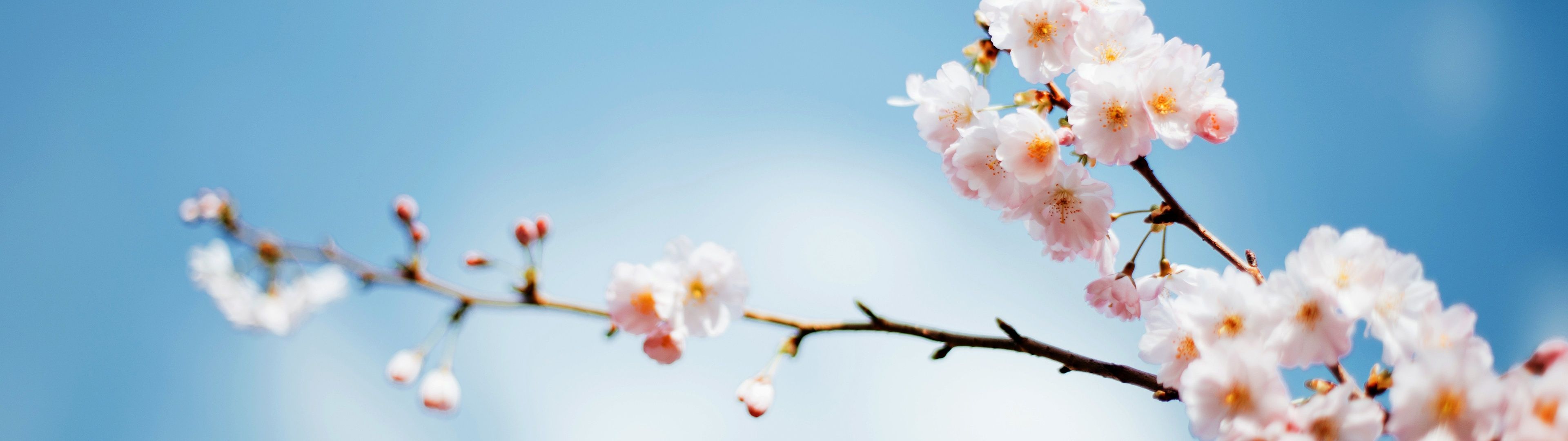 3840x1080 Sakura Wallpaper 4K, Cherry blossom