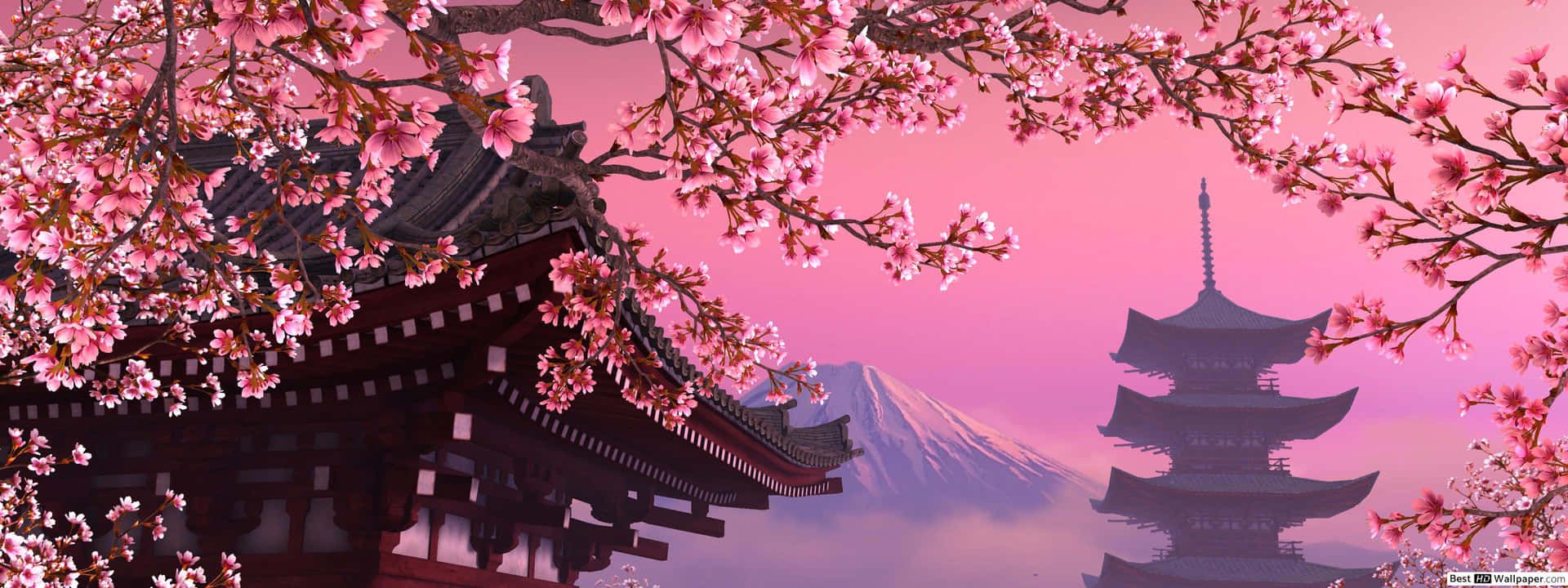 1920x720 Dark Cherry Blossom Wallpaper