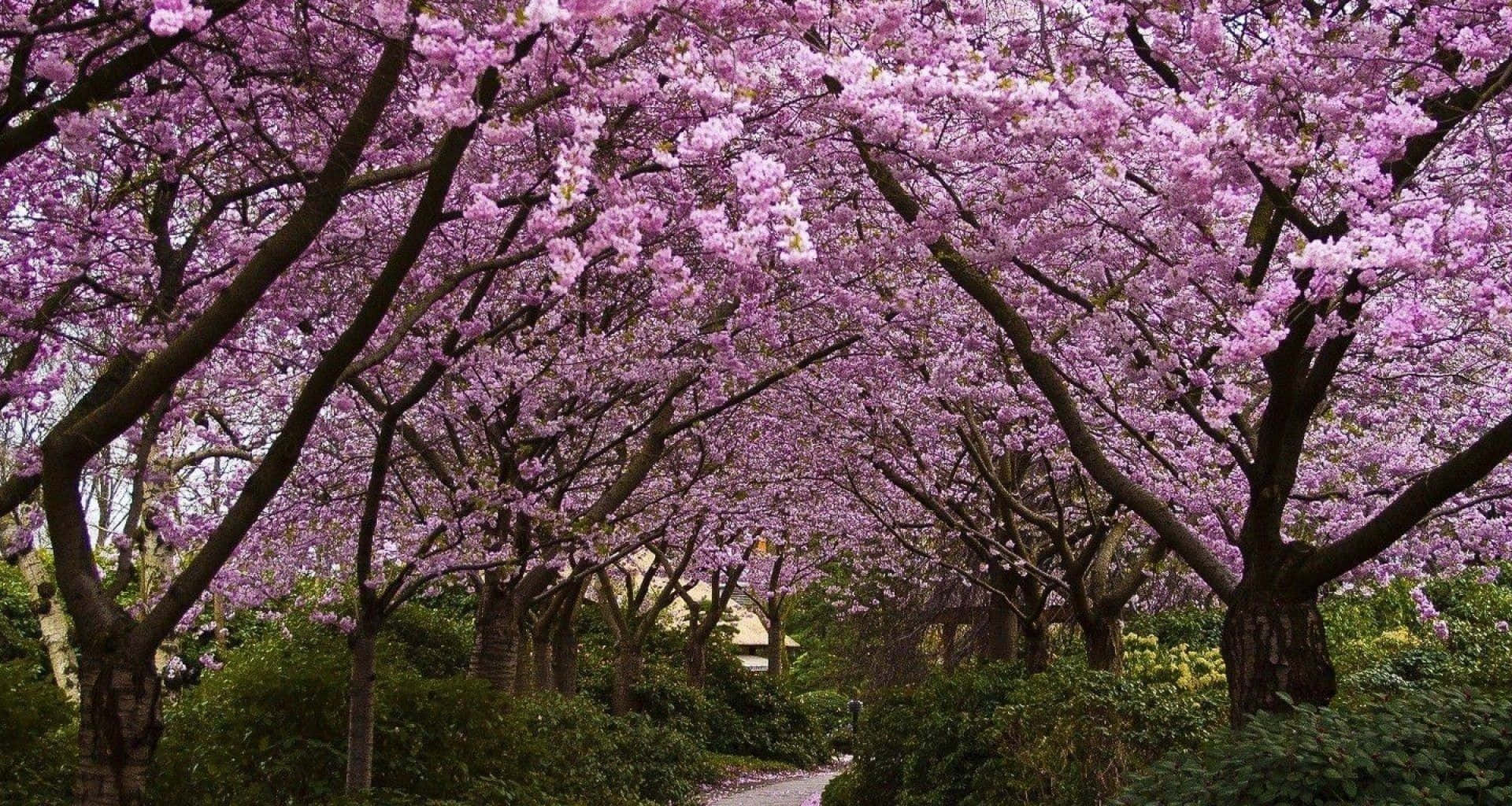1920x1024 Sakura Spring Dual Screen Wallpaper
