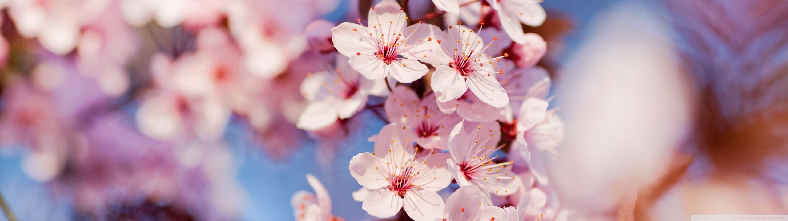 2560x720 Cherry Blossom Ultra HD Wallpaper
