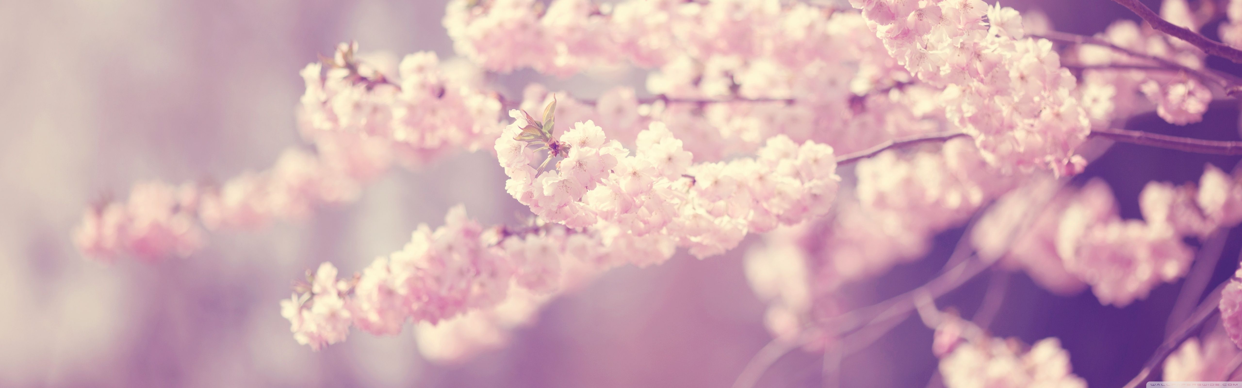 5120x1600 Pink Cherry Blossom Ultra HD Wallpaper