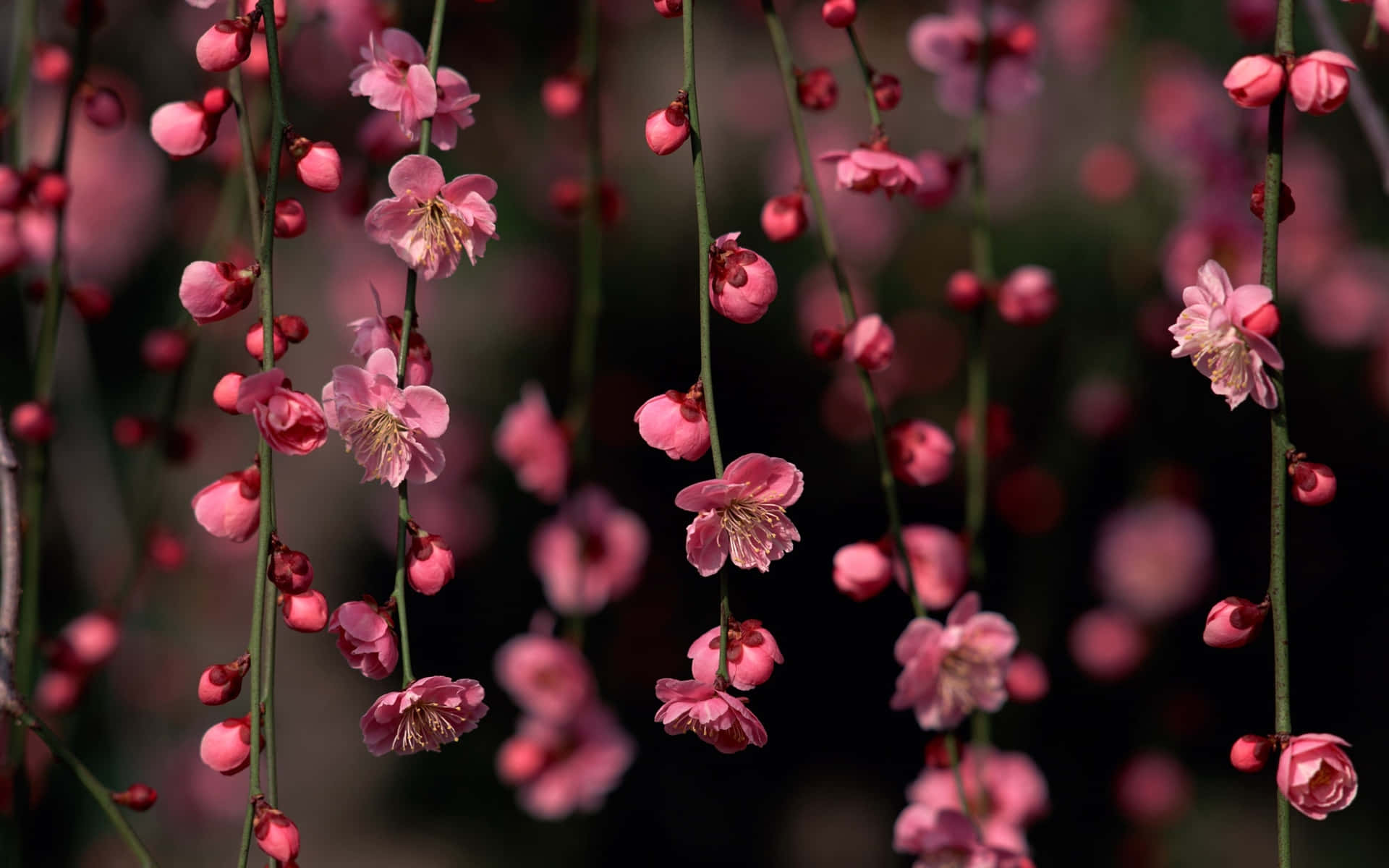 1920x1200 Sakura Pc Wallpaper
