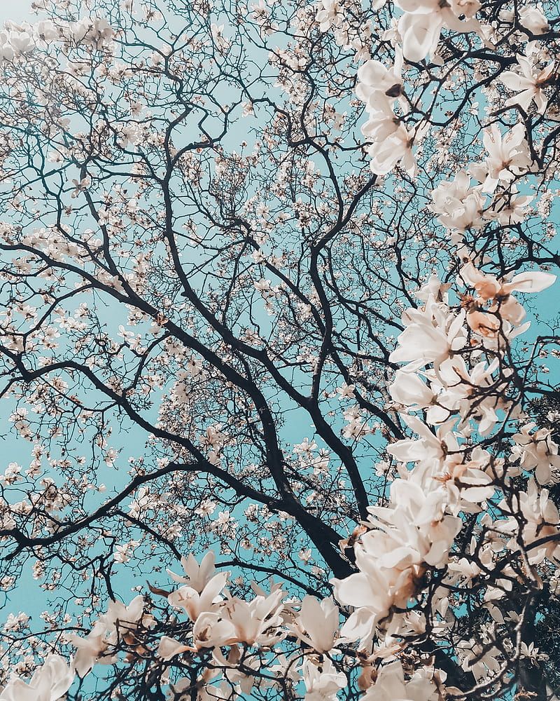800x1000 bloom, HD phone wallpaper