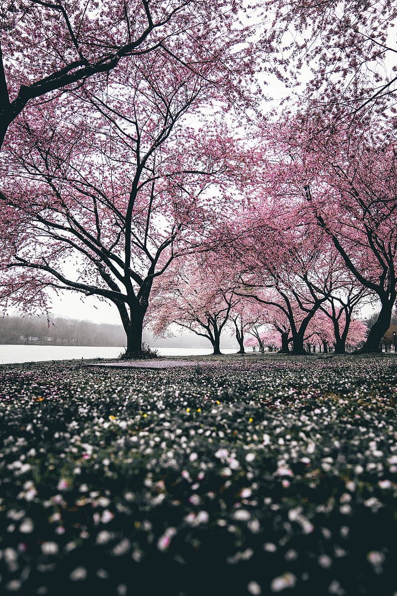 800x1200 Sakura, trees, flowering, flowers