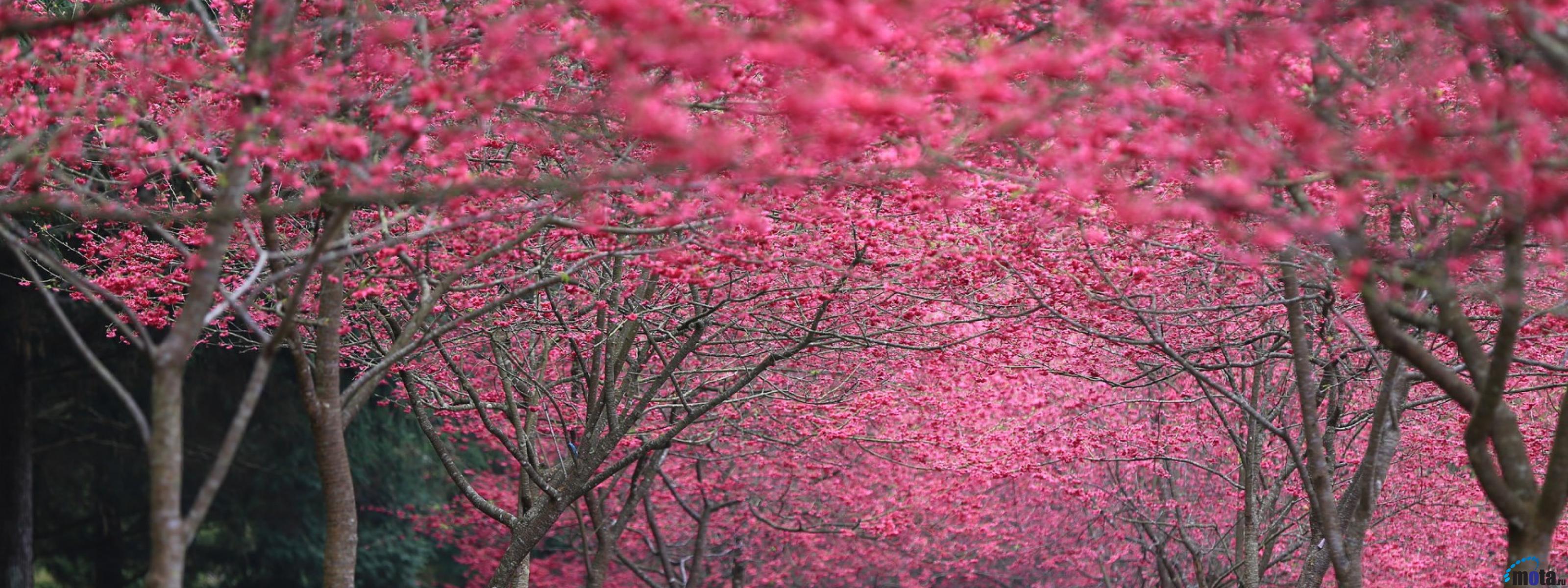 3200x1200 Spring Dual Monitor Wallpaper