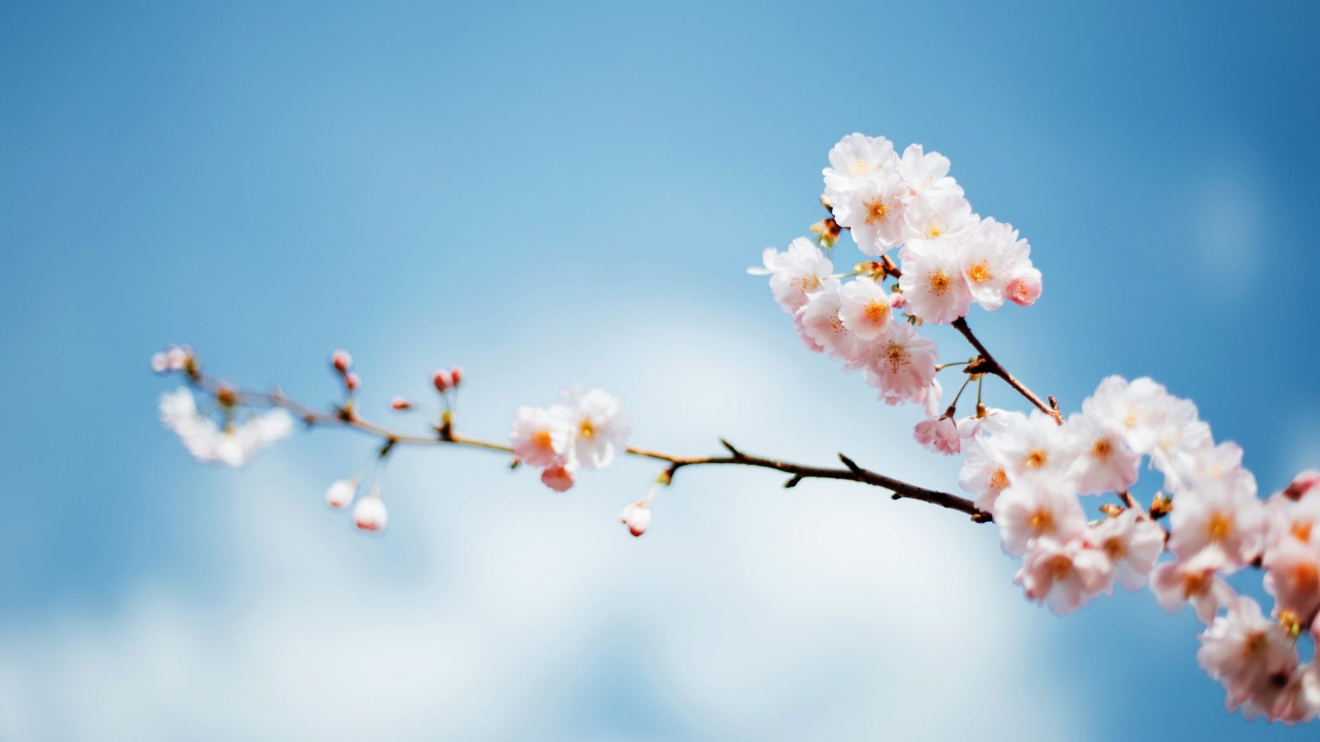 1920x1080 Sakura Wallpaper 4K, Cherry blossom