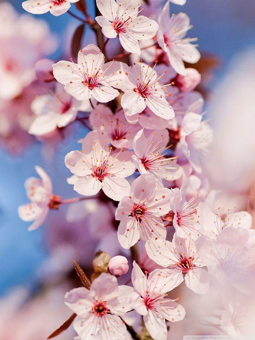 850x1133 Cherry Blossom ❤ for • Dual Monitor