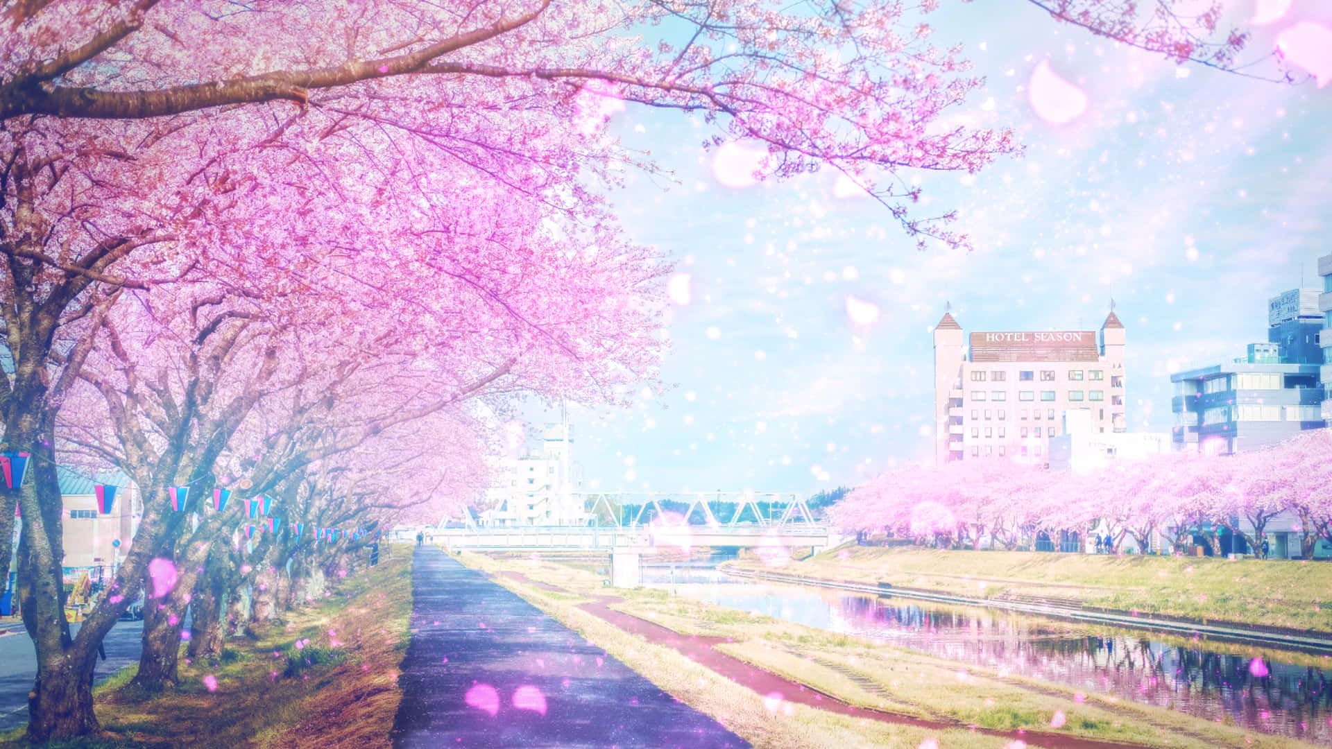 1920x1080 Sakura Pc Wallpaper