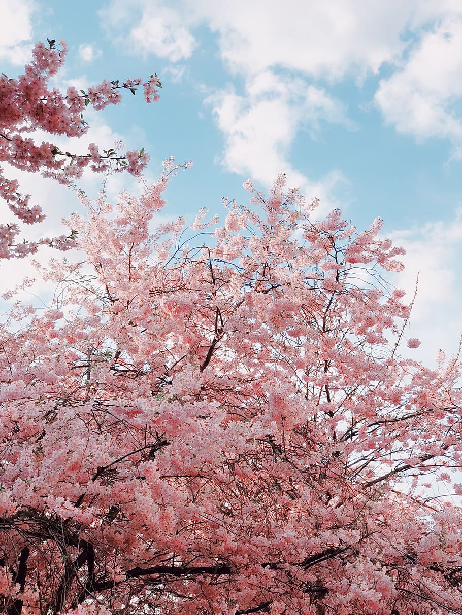 910x1213 HD wallpaper: sakura tree during