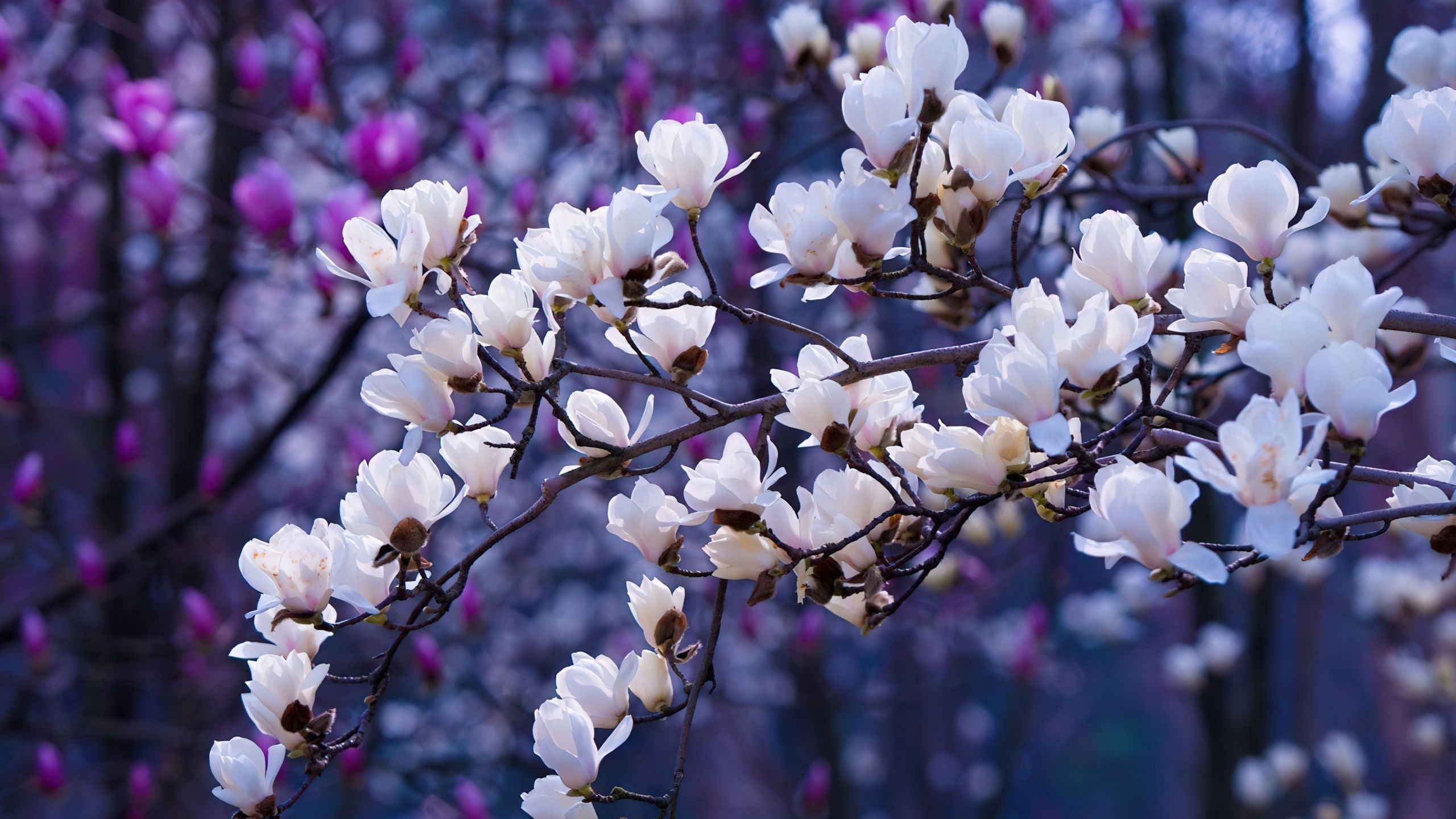 2560x1440 Sakura Wallpaper 4K, Aesthetic