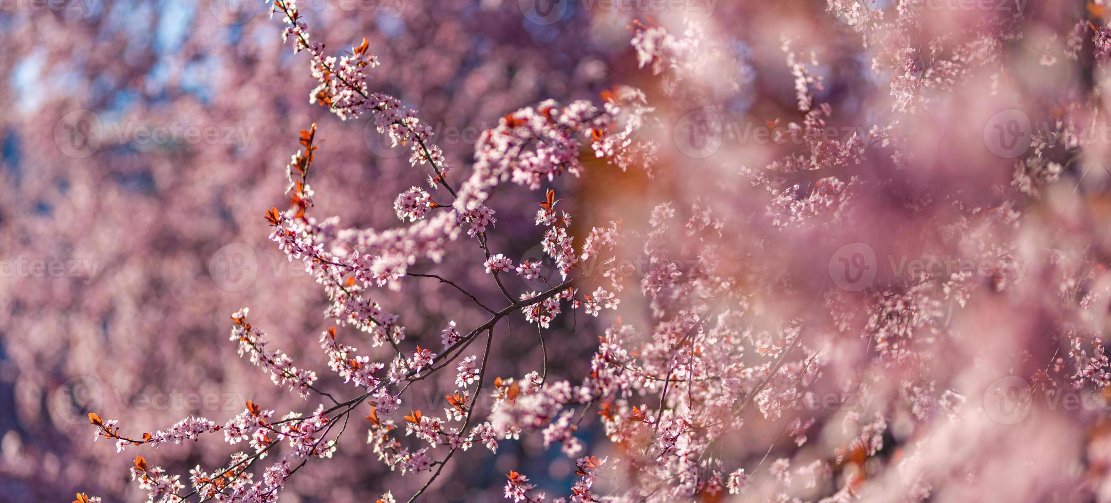 2163x980 Spring pink flowers background. Dream