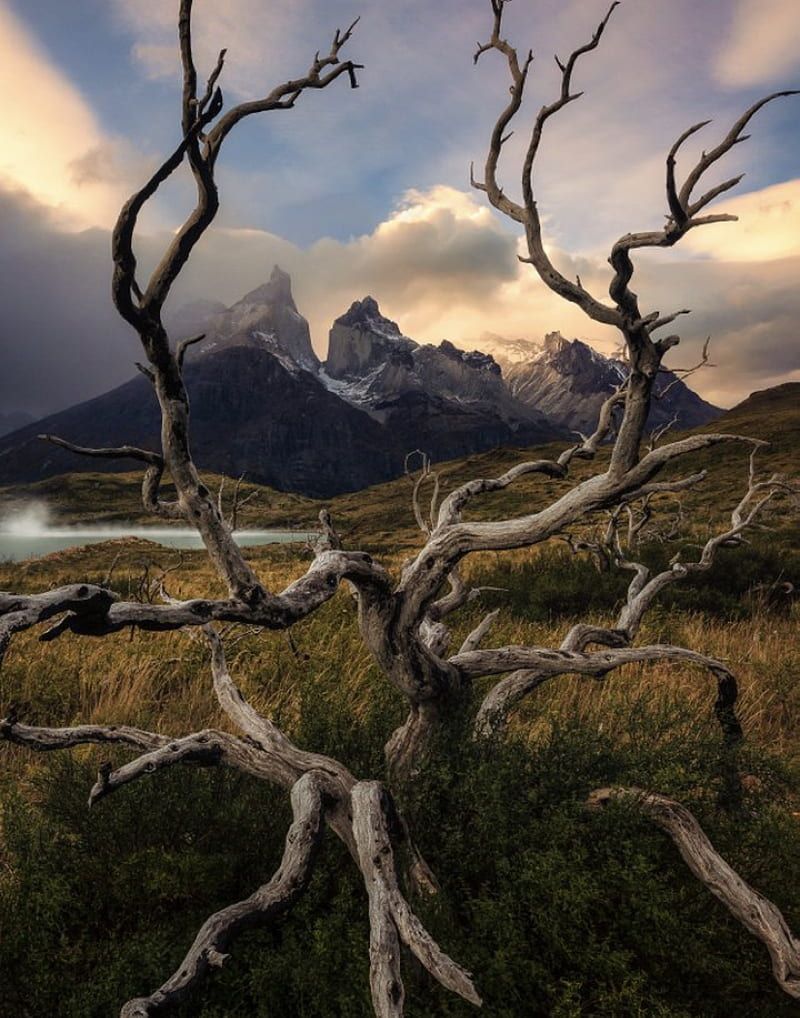 800x1018 Dead tree, mountain, view, HD phone