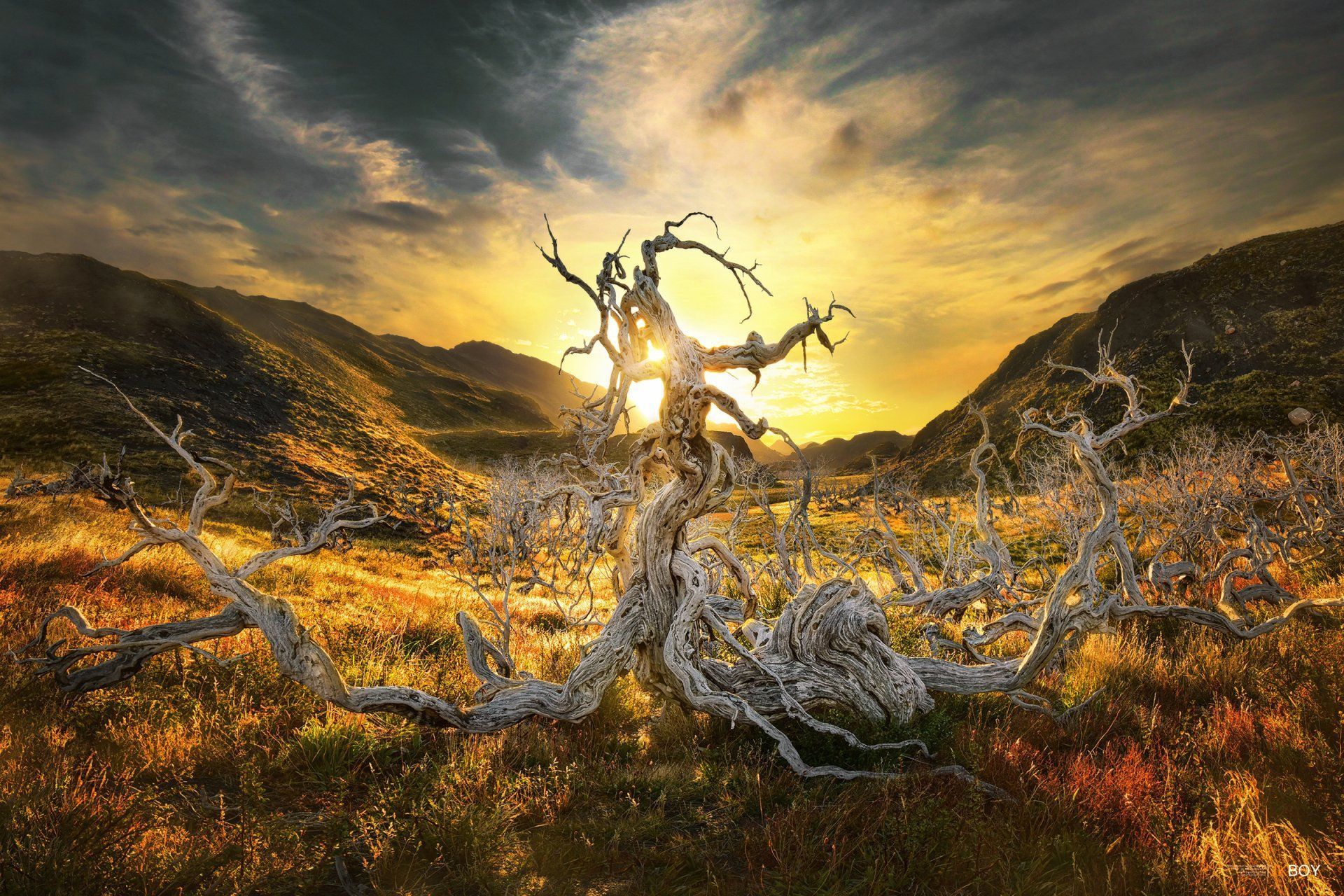 1920x1280 Tree Sun Nature Sunrise HD Wallpaper