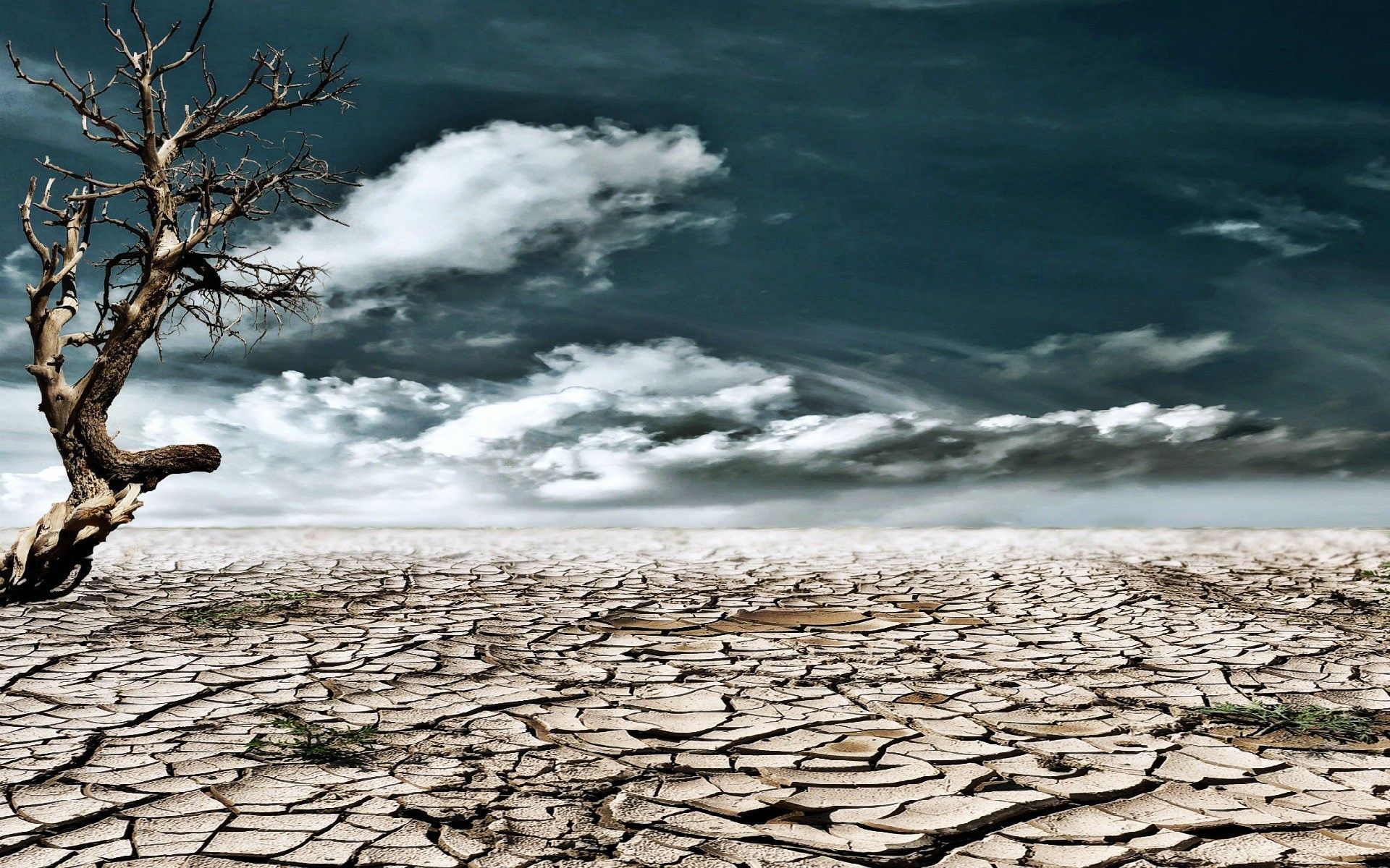 1920x1200 Download Dead Tree Nature Drought