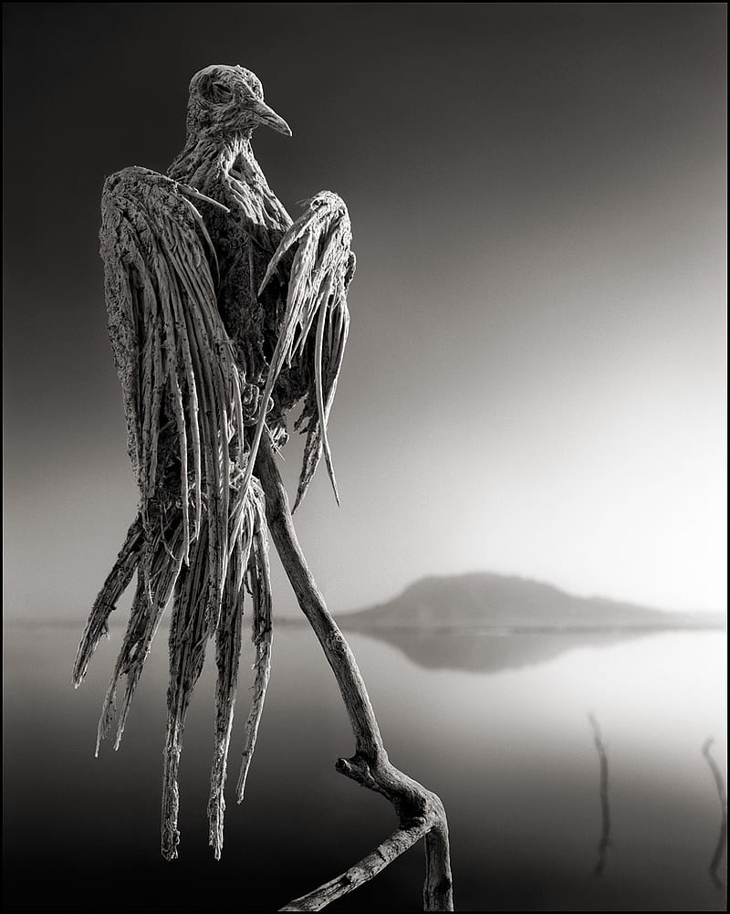 800x1001 HD dead nature wallpaper