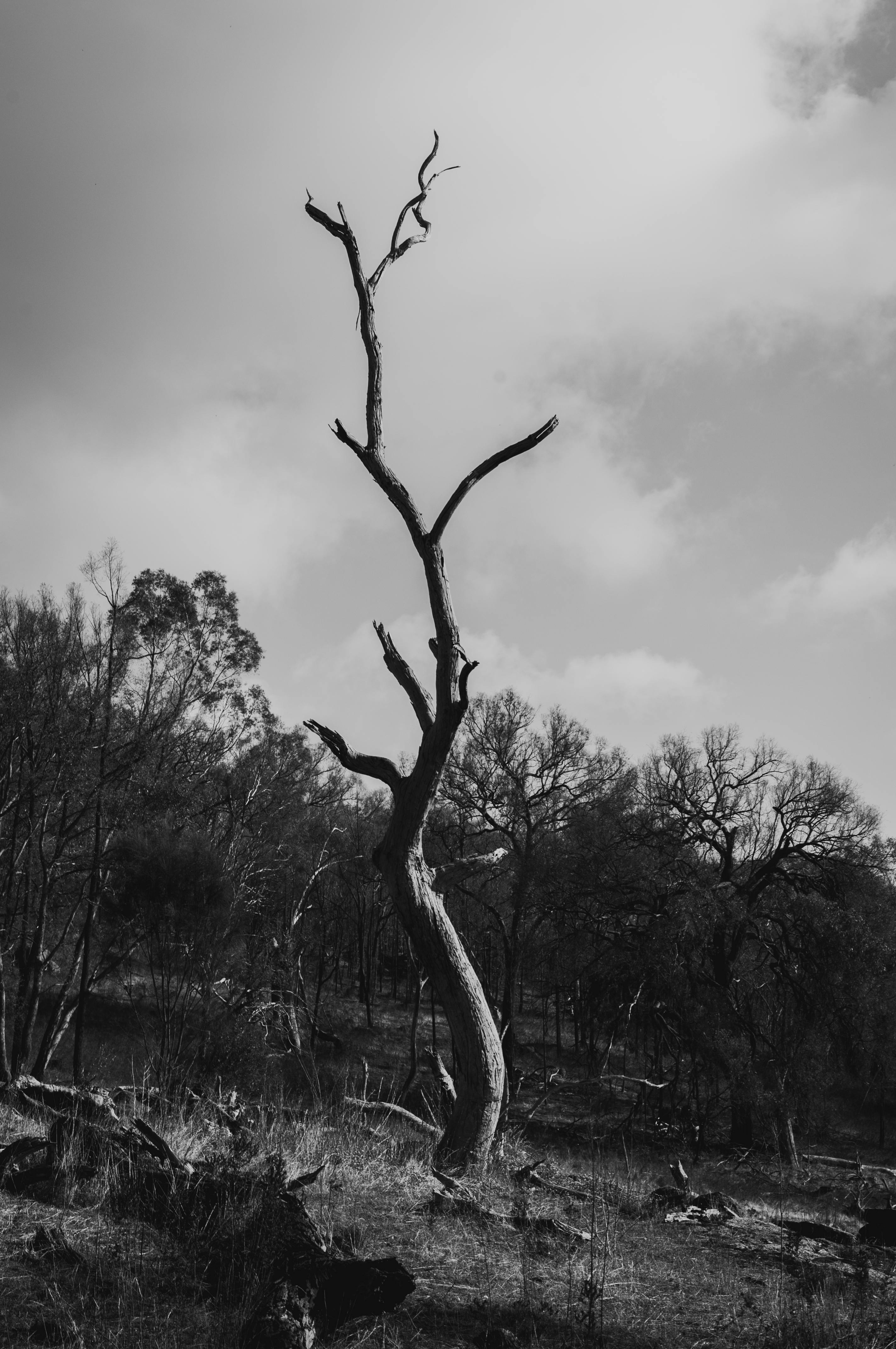 2848x4288 Monochrome Photo of Dead Tree · Free