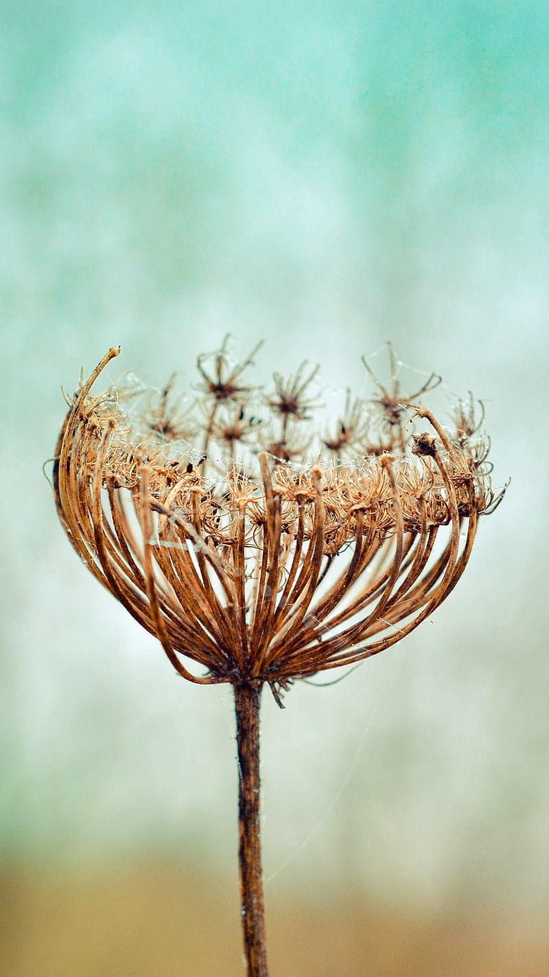 800x1422 HD dead nature wallpaper