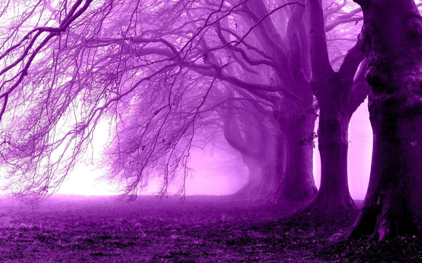 1440x900 Dead Purple Trees In The Forest
