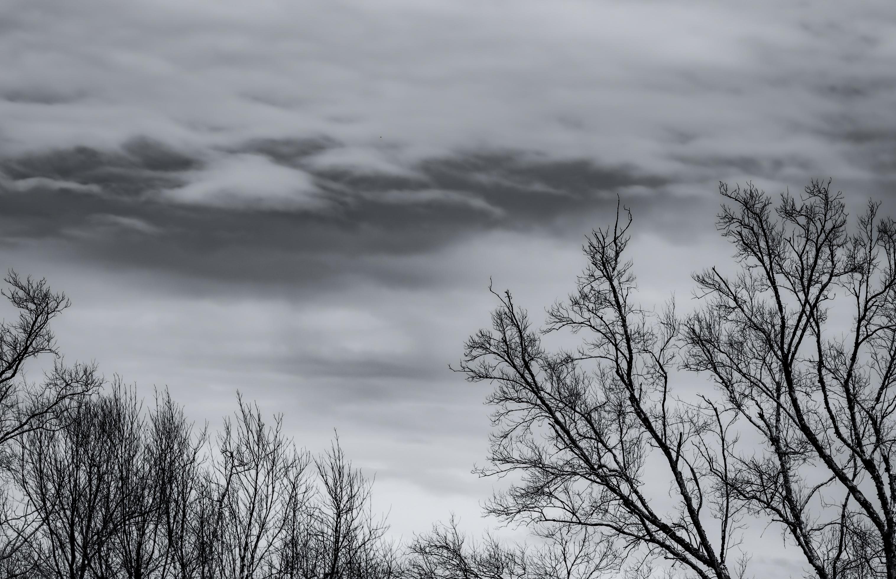 3032x1960 Silhouette dead tree on dark dramatic