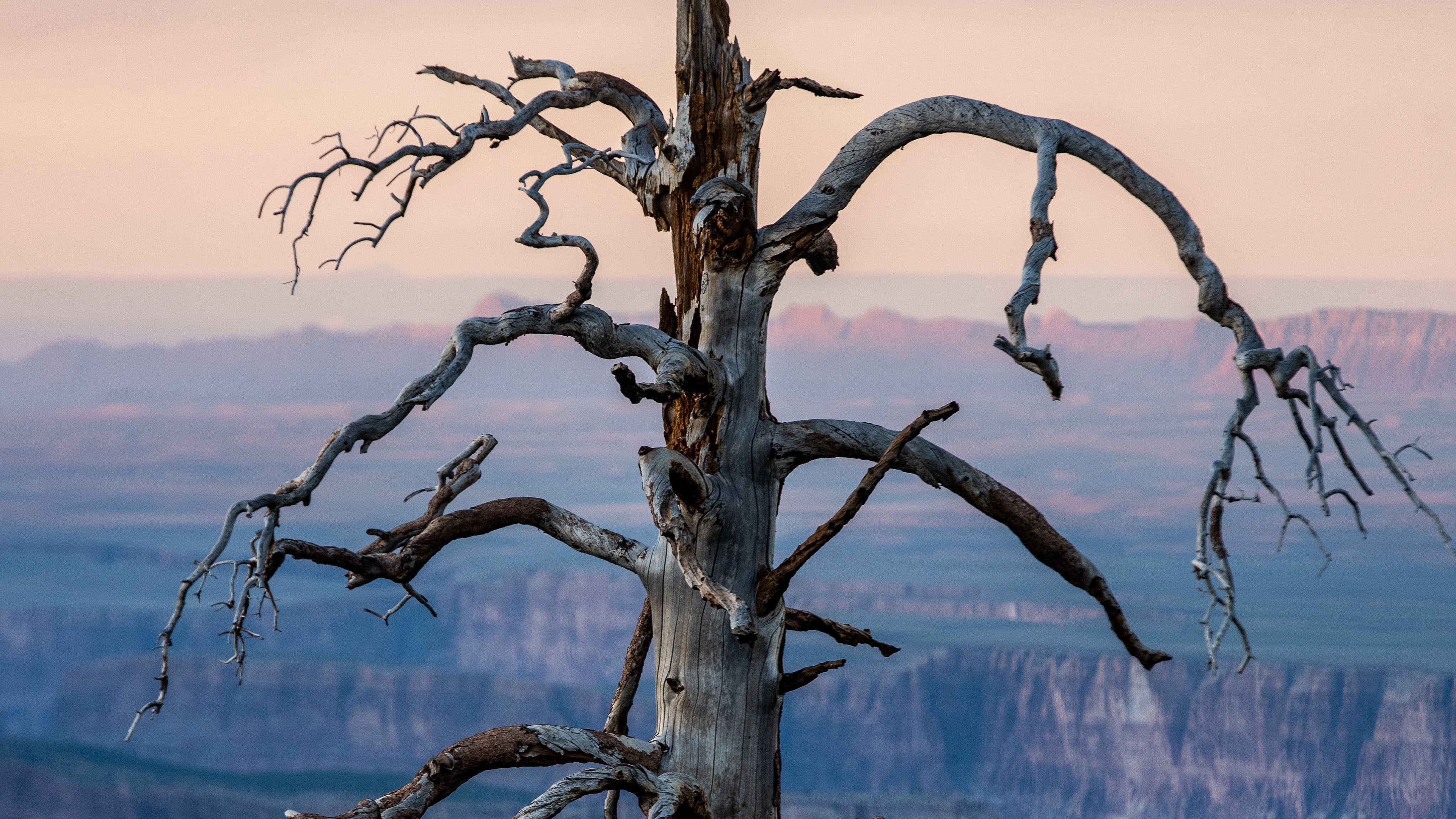 3840x2160 Closeup View Of Dry Tree Branches Blur