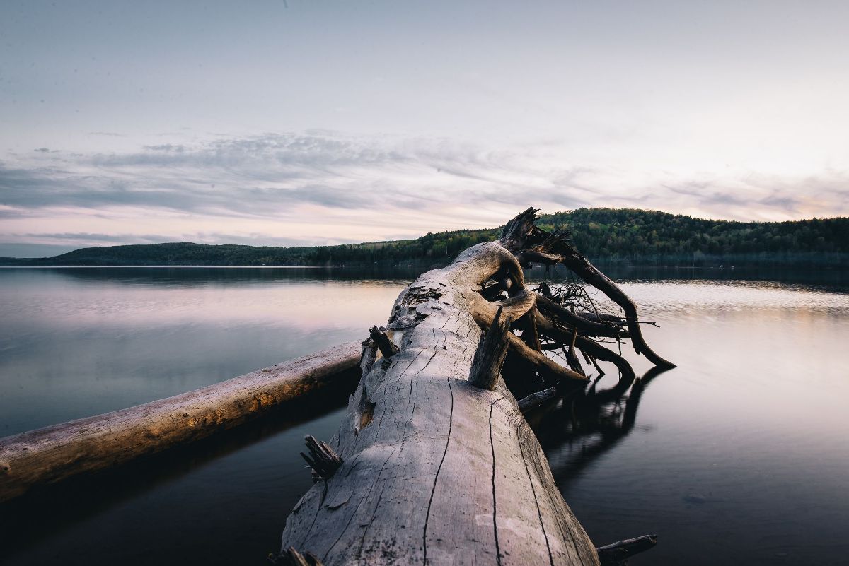 1200x801 HD Desktop Background With dead tree