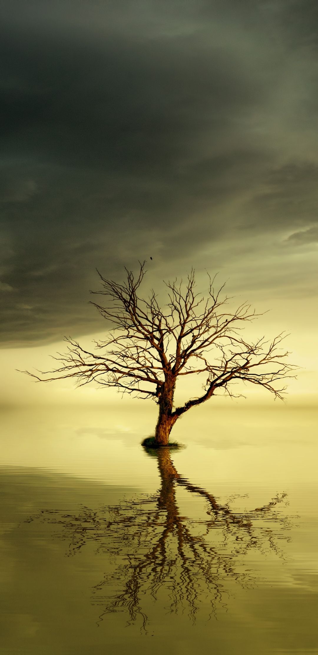 1080x2220 Dead Tree wallpaper for mobile phone