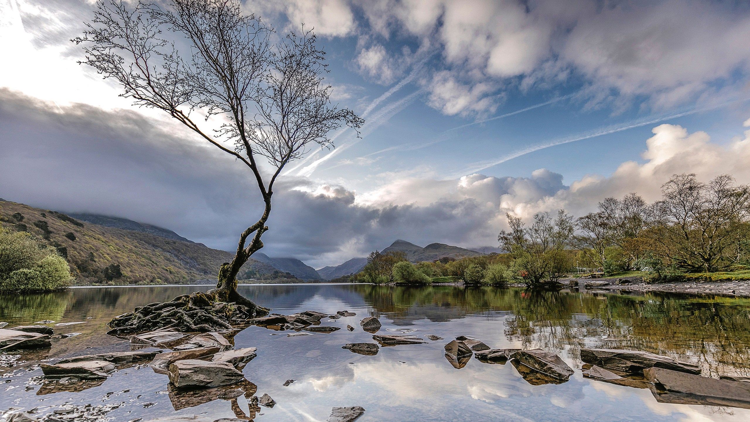 2560x1440 Dead Tree River United Kingdom Wales