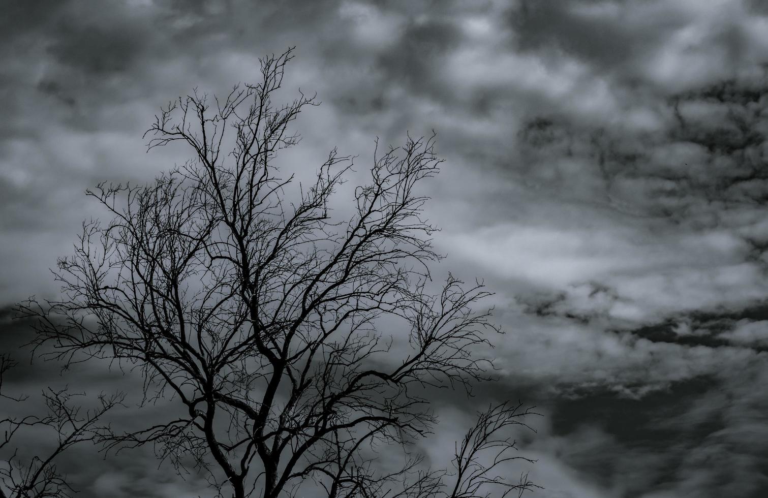 1511x980 Silhouette dead tree on dark dramatic