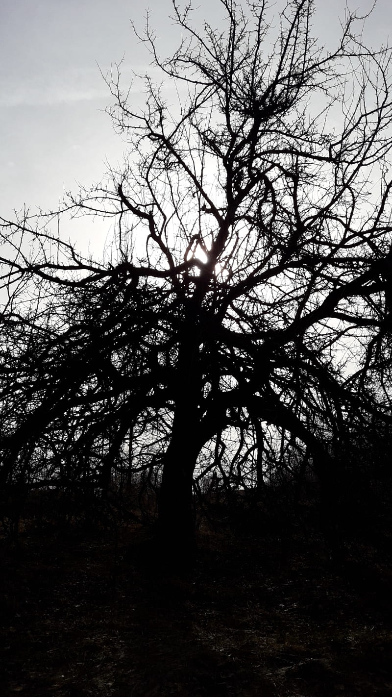 800x1422 HD dead tree dark wallpaper