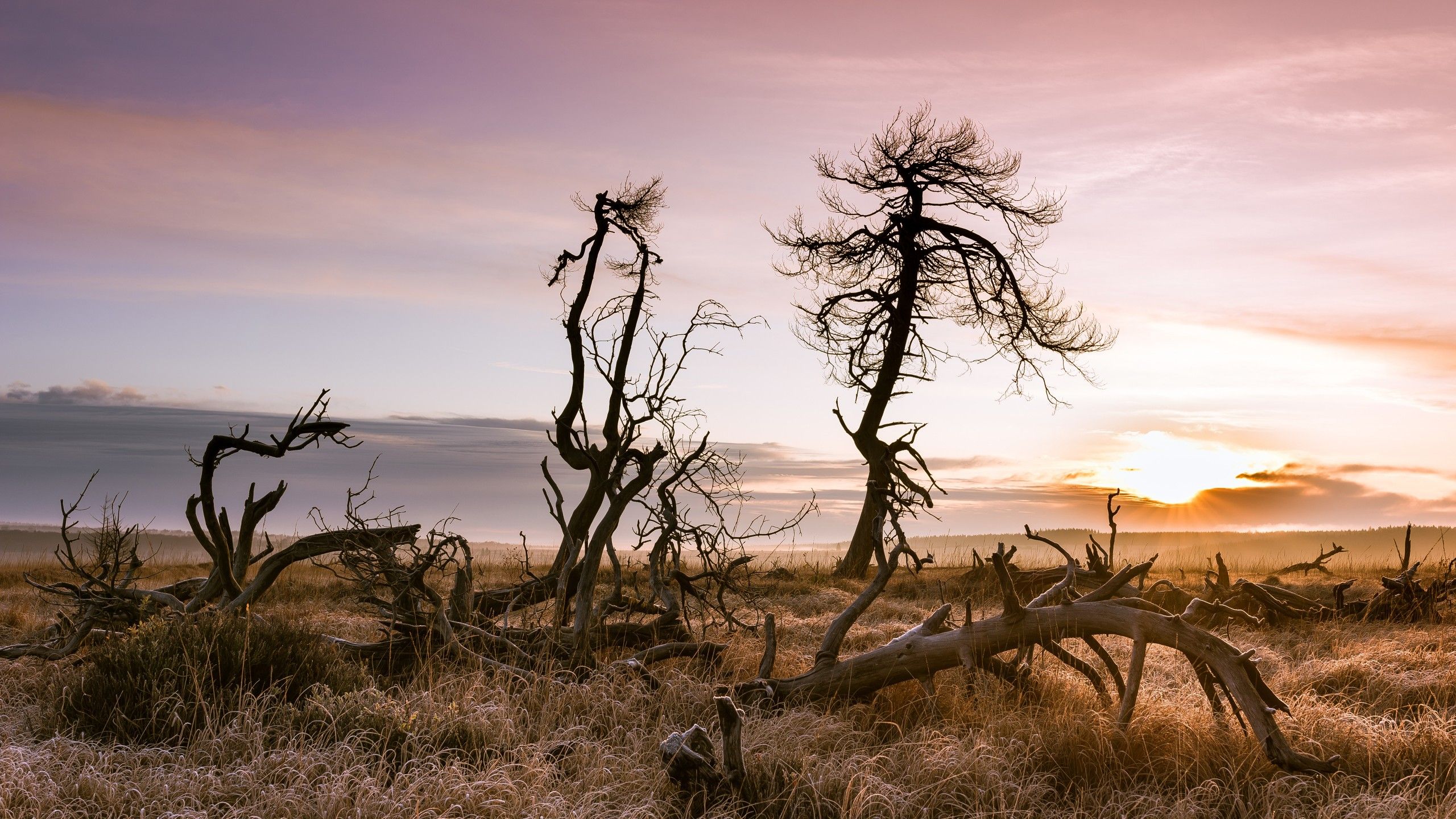 2560x1440 Landscape Field And Dry Trees During