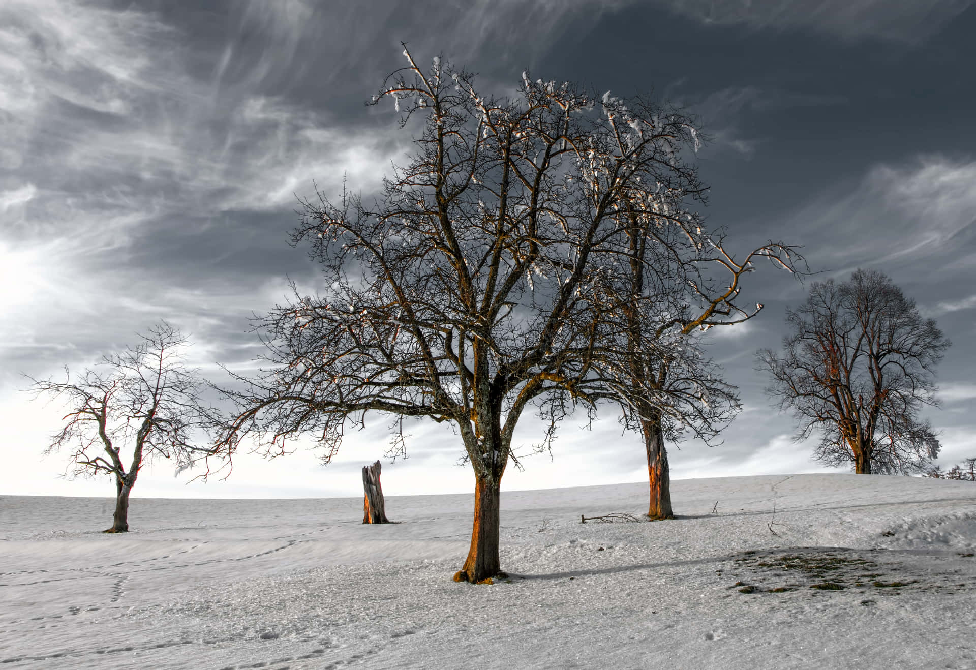 1920x1318 Desolate Dead Tree Snow Wallpaper