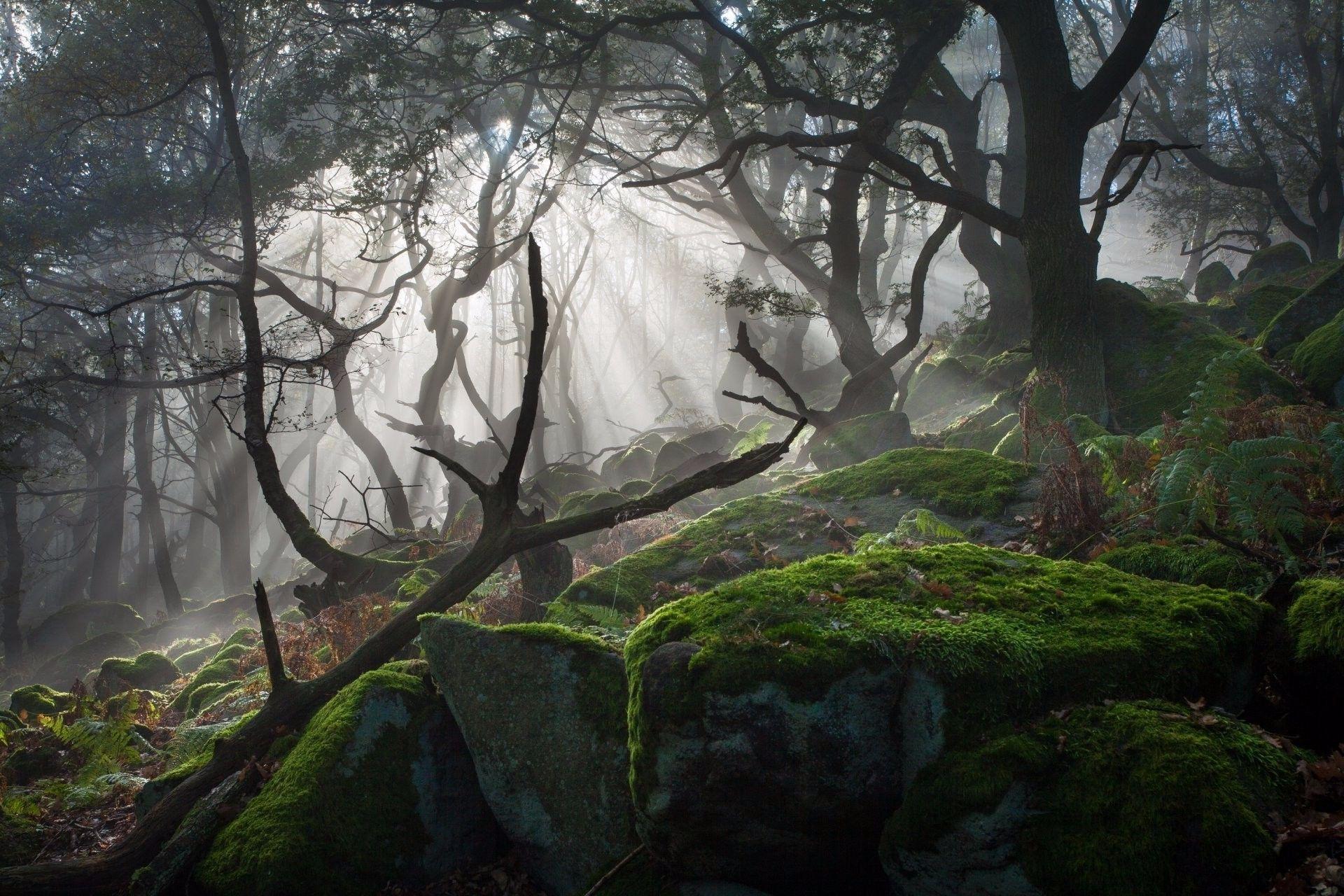 1920x1280 Dead Forest Wallpaper
