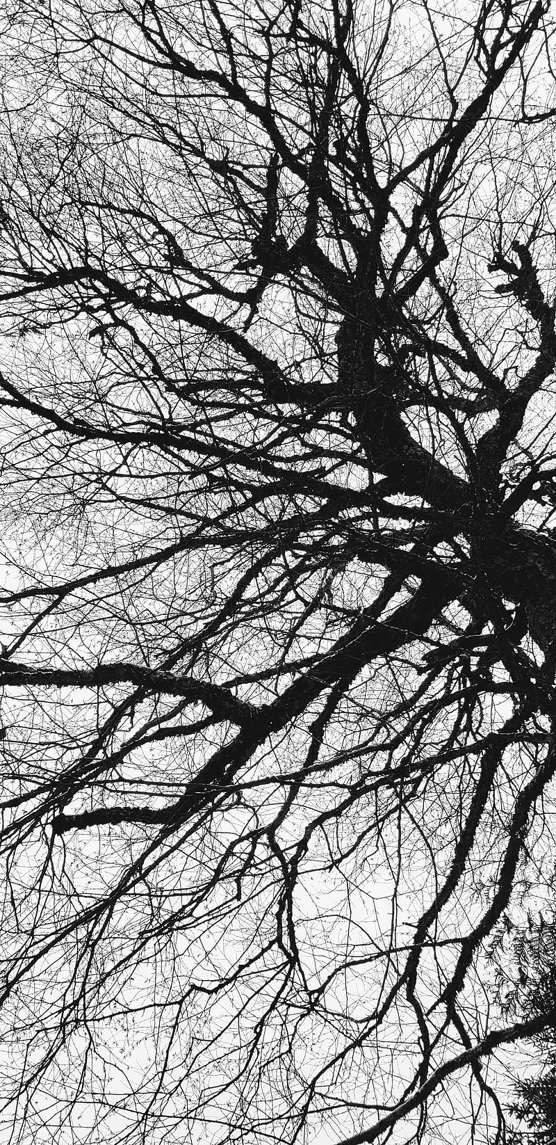 800x1646 HD dead tree dark wallpaper