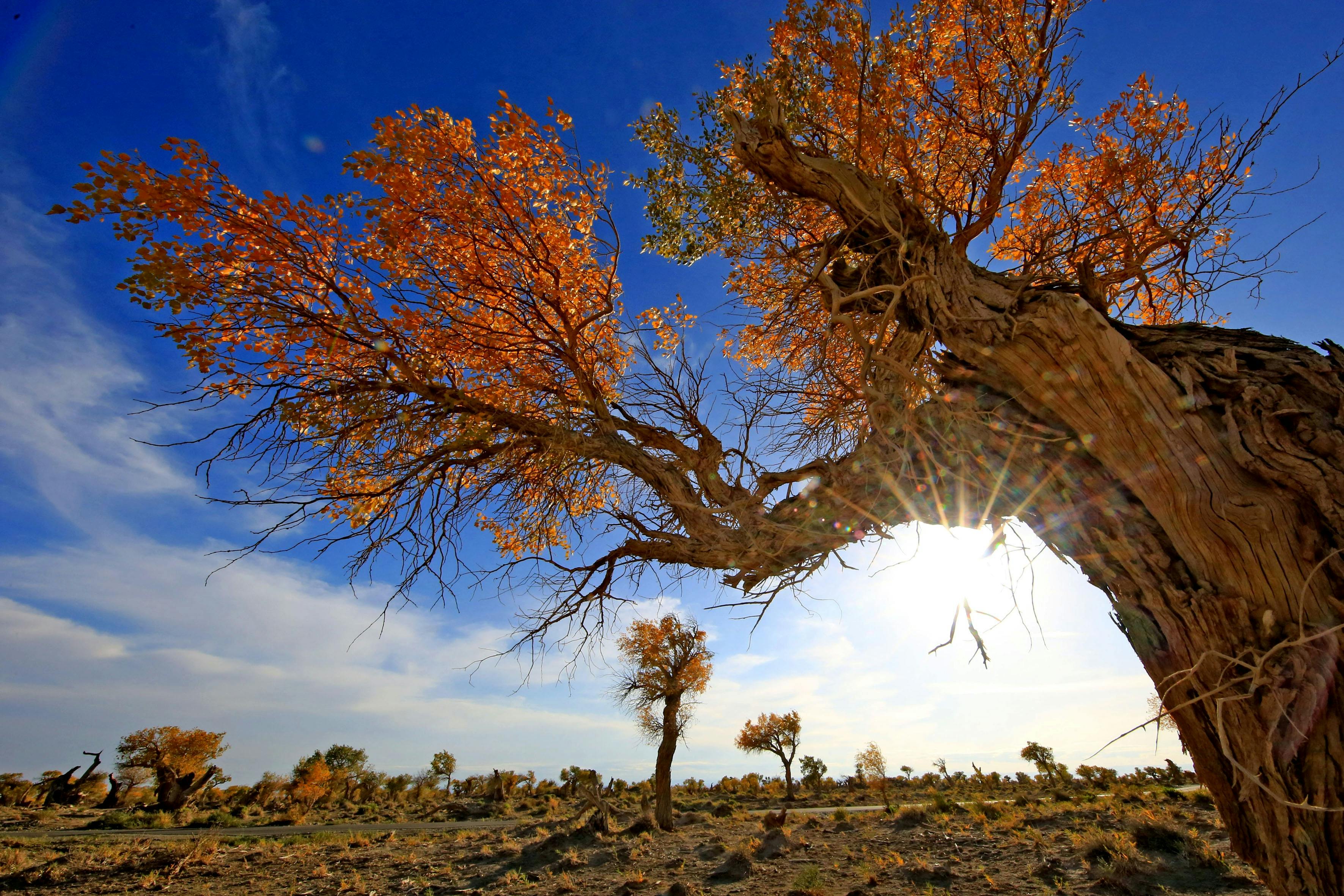 3543x2362 Brown Tree Under Blue Sky · Free Stock