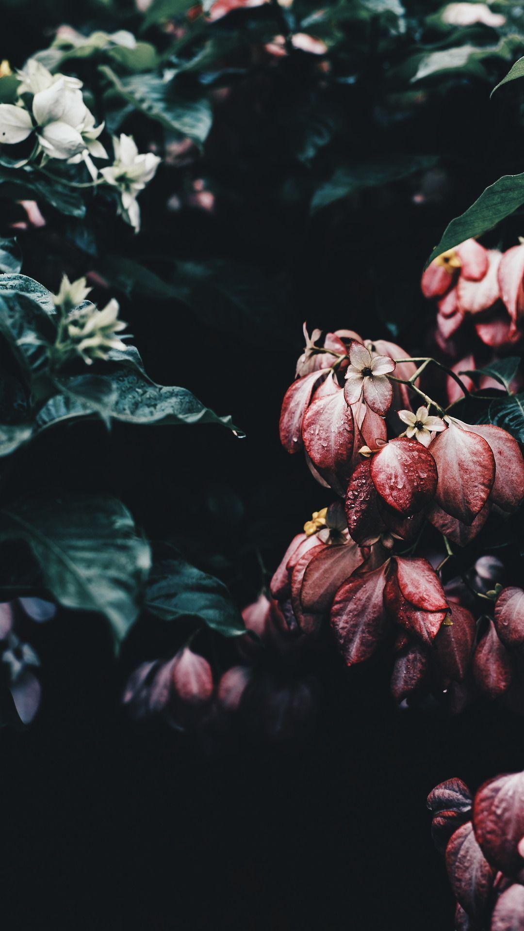 1080x1920 Floral Wallpaper iPhone