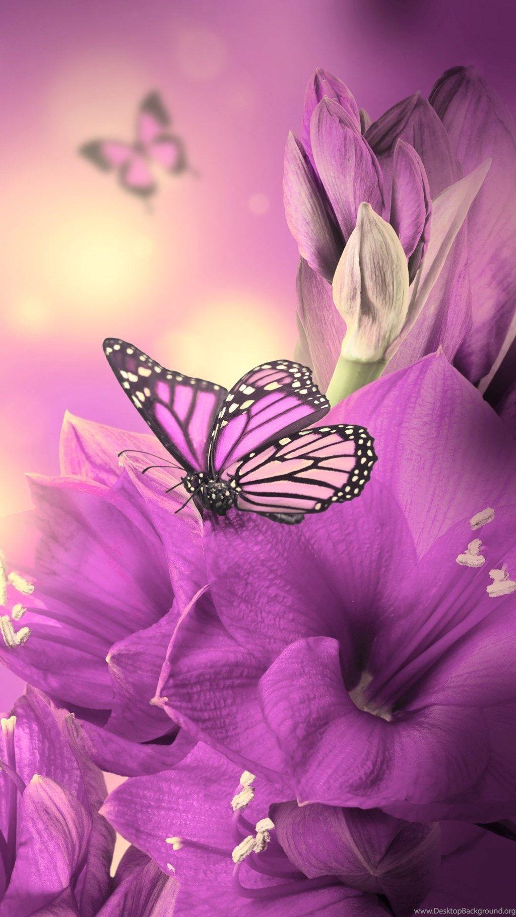 1024x1820 Primula Purple Butterfly iPhone 6 Wallpaper Download