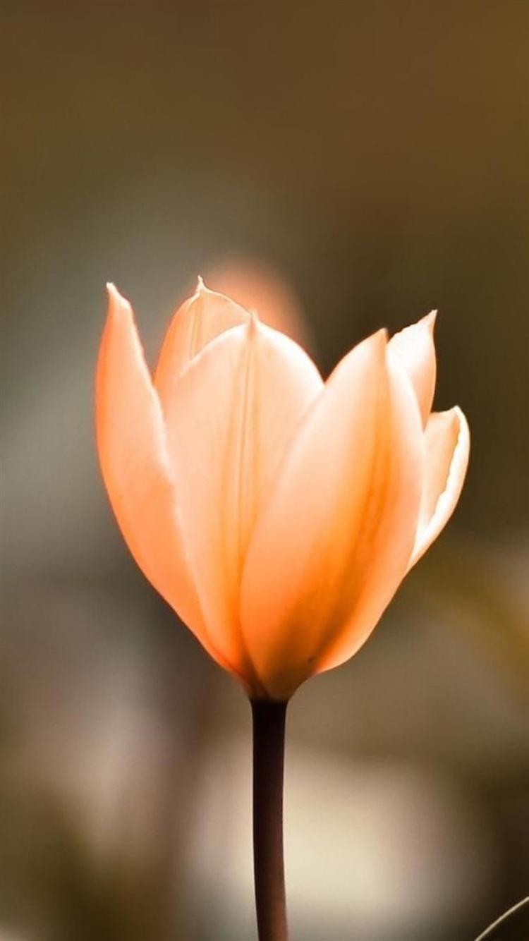 750x1334 Cute Flower iPhone 6 Wallpaper HD